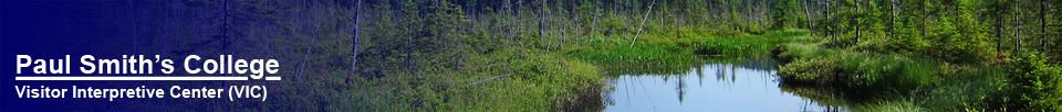 Barnum Bog from the Boreal Life Trail at the Paul Smiths VIC